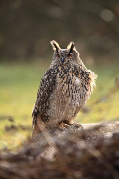 Eurazjatycka Sowa Bubo Bubo Siedząca Pniu — Zdjęcie stockowe