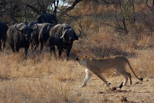 Leão Transvaal Panthera Leo Krugeri Jovem Leoa Conflito Com Uma — Fotografia de Stock