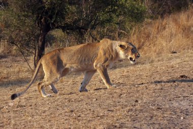 Aslan (Panthera leo) bu Transvaal aslanı (Panthera leo krugeri), dişi aslan avını takip eder. Dişi aslan saldırmaya hazırlanıyor. Büyük bir kedinin tipik av davranışı..