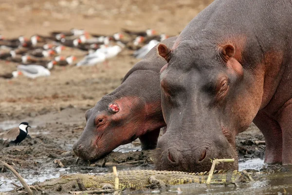Hippopotame Commun Hippopotamus Amphibius Hippopotame Mère Bébé Hippopotame Avec Crocodile — Photo