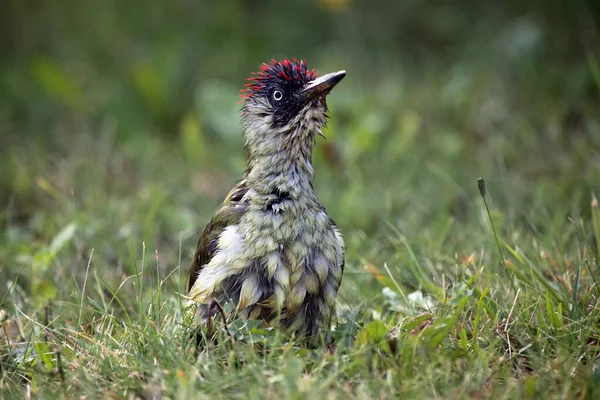欧洲绿啄木鸟 Picus Viridis 在潮湿的草地上洗澡后 坐在地上 大的绿色啄木鸟 红头坐在地上 绿色背景 — 图库照片
