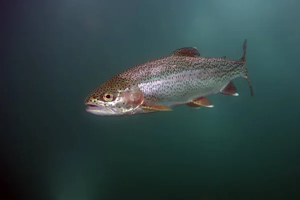 Duhový Pstruh Oncorhynchus Mykiss Jezeře Duhový Pstruh Oncorhynchus Mykiss Jezeře — Stock fotografie