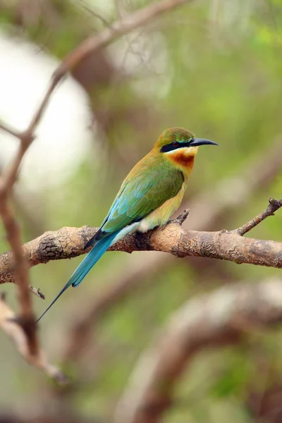 Blauwe Bijeneter Merops Philippinus Zittend Tak Met Groene Achtergrond — Stockfoto