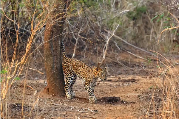 Leopard Lankijski Panthera Pardus Kotiya Młoda Samica Wyznacza Swoje Terytorium — Zdjęcie stockowe