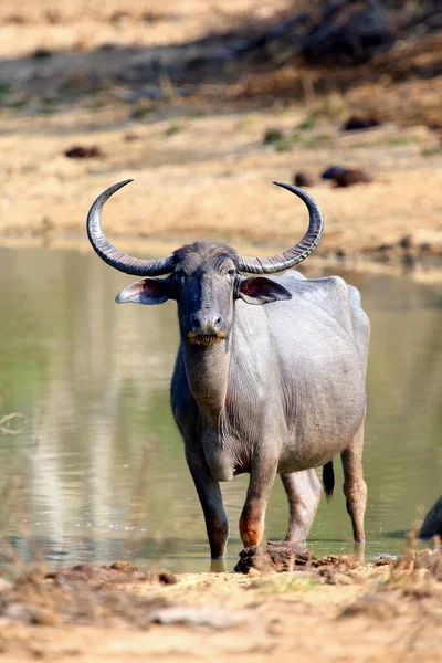 Wild Water Buffalo Bubalus Arnee Also Called Asian Buffalo Asiatic — Stock Photo, Image