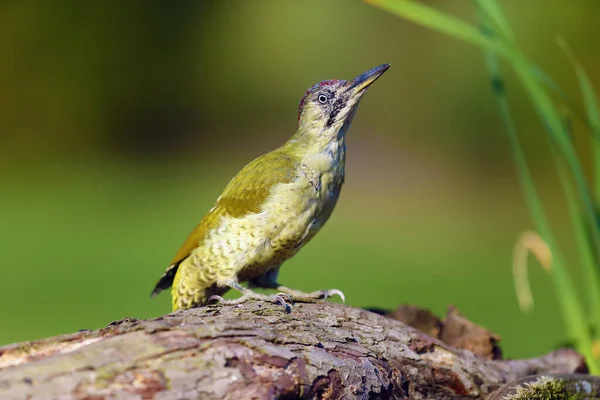 Pic Vert Européen Picus Viridis Assis Sur Tronc Gros Pic — Photo