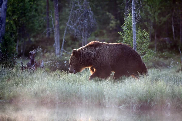 Еврейский Бурый Медведь Ursus Arctos Arctos Гуляющий Рассвете Скандальном Лесу — стоковое фото