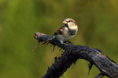 Avrasya ağaç serçesi (Passer montanus) yeşil arka planı olan bir dalda oturmaktadır. Dal üzerinde küçük kahverengi Avrupalı şarkıcı.