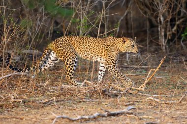Sri Lanka leoparı (Panthera pardus kotiya) sık çalılıklara doğru gidiyor. Sri Lanka 'dan nadir bir leopar, genç bir dişi sık çalıların arasında yürüyor..