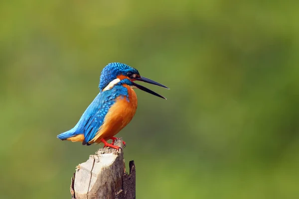 Звичайний Рибалочка Alcedo Atthis Також Відомий Євразійський Рибалочка Річковий Рибалочка — стокове фото