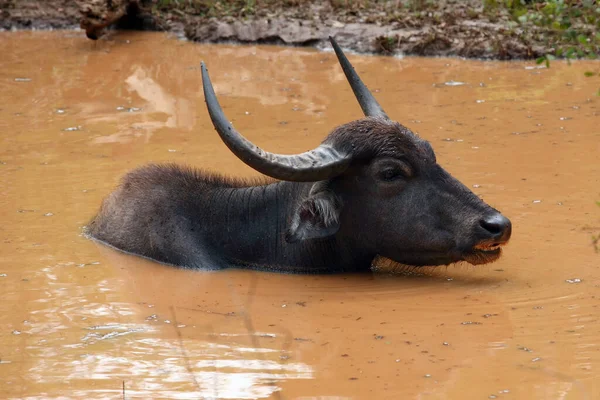 The wild water buffalo, Bubalus arnee, also called Asian buffalo, Asiatic buffalo and arni or arnee (Bubalus bubalis) lying in muddy water.Head of a huge buffalo in muddy water.