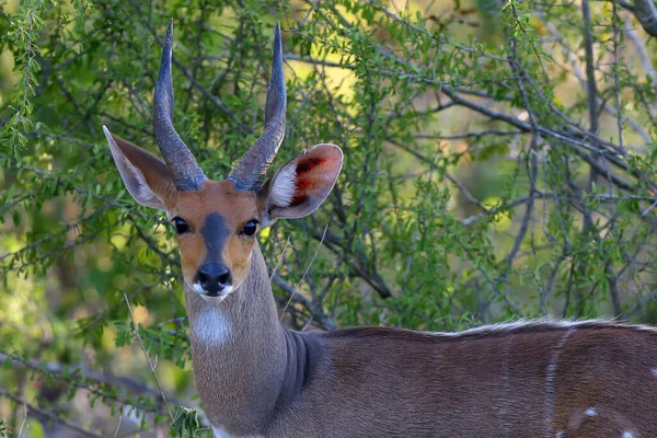 森林羚羊和美丽的角上的灌木 Tragelaphus Sylvaticus 珍稀雄性羚羊的肖像 — 图库照片