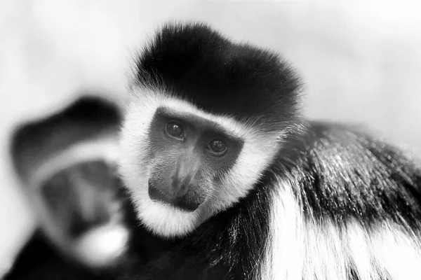 Guereza Płaszczu Colobus Guereza Także Wschodni Czarno Biały Portret Colobusa — Zdjęcie stockowe