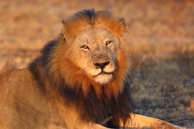 Transvaal aslanı (Panthera leo krugeri), Güneydoğu Afrika aslanı olarak da bilinir, günbatımında koyu renk yeleli büyük erkeklerin portresi. Büyük aslan dinleniyor..