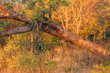 Afrika leoparı (Panthera pardus pardus) bölgeyi işaretleyen genç dişi. Leopar, bölgeyi güzel bir akşam ışığında işaretlerken tipik bir konumda..