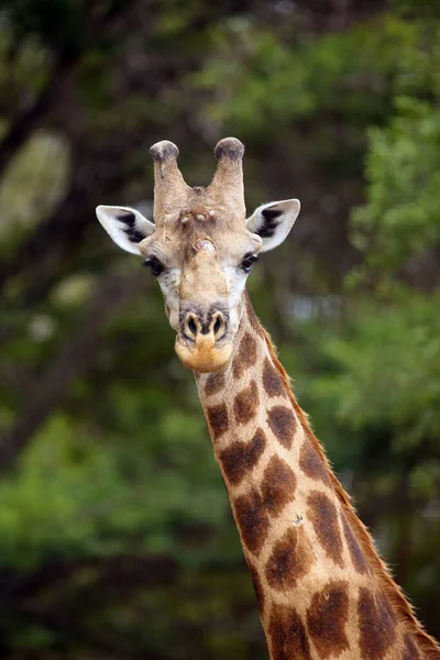 南非长颈鹿或长颈鹿角 Giraffa Giraffa Giraffa Giraffa 雄性长角受损的肖像 具有绿色背景的雄性长颈鹿的肖像 — 图库照片
