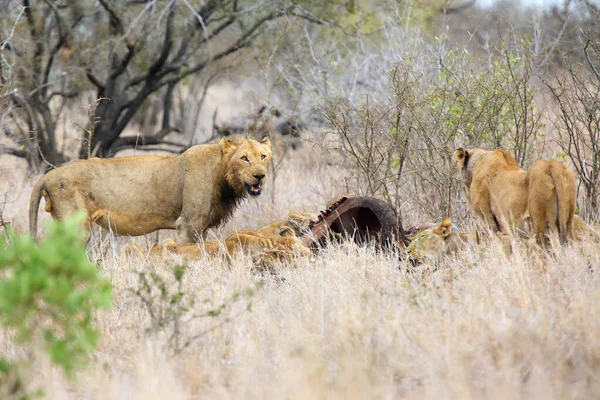 The Transvaal lion (Panthera leo krugeri), also known as the Southeast African lion, pride hunted a buffalo in the savannah. A group of lions around the catch, a lioness and a young male.