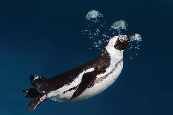 The African penguin (Spheniscus demersus), also known as the Cape penguin or South African pengui, swims in clear blue water. Penguin underwater releases air and forms bubbles.