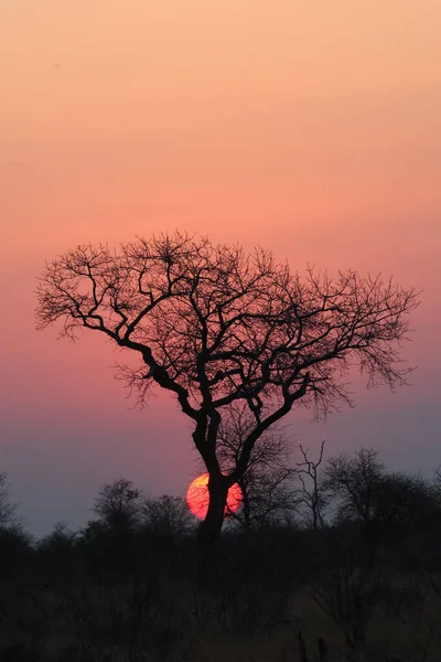 Tramonto Africano Parco Nazionale Kruger Grande Albero Con Sole Che — Foto Stock