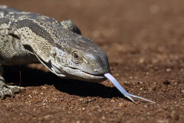 Moniteur Nil Varanus Niloticus Surveille Portrait Avec Langue Étendue Langue — Photo