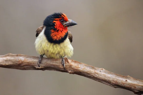 Barbet Colarinho Preto Lybius Torquatus Sentado Ramo Pássaro Passeriforme Maciço — Fotografia de Stock