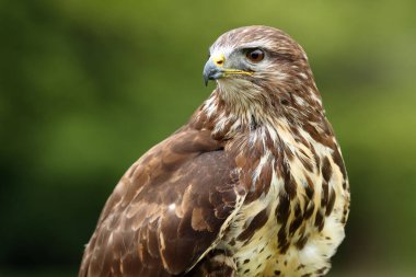 Yaygın akbaba (Buteo buteo), yeşil arka planlı bir portre.