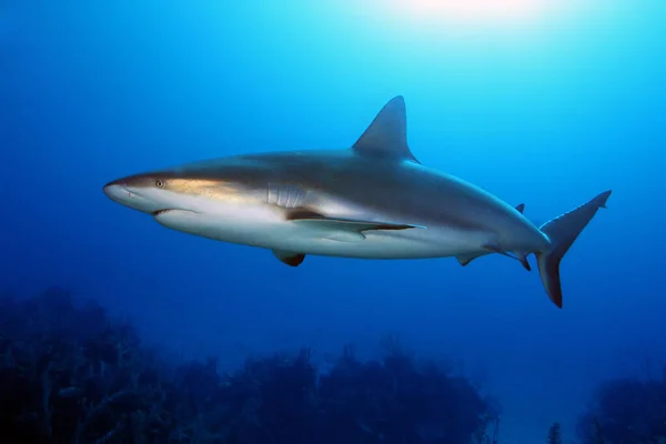 カリブ海のサンゴ礁のサメ Carcharhinus Perezii は青でサンゴ礁を泳いでいます 側に青銅光沢の大きなサンゴ礁のサメ — ストック写真