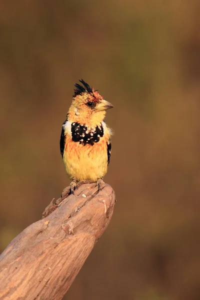 Barbet Crista Trachyphonus Vaillantii Sentado Galho Seco Pássaro Poderoso Colorido — Fotografia de Stock