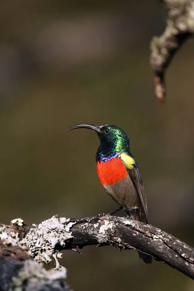 Greater Double Collared Sunbird Cinnyris Afer Sitting Branch Lichen Very — Stock Photo, Image