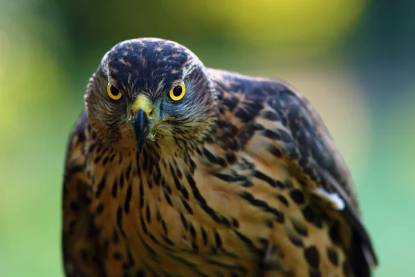 Falcão Norte Accipiter Gentilis Retrato Uma Jovem Fêmea Falcão Com — Fotografia de Stock