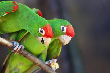 Cordilleran papağanı (Psittacara frontatus) bir çift papağan ısırığı, ayaklarından tutulan bir çift. Kırmızı alınlı Güney Amerikalı papağan bir dalda oturuyor..