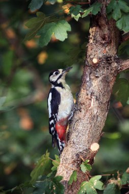 Büyük benekli ağaçkakan (Dendrocopos major) yeşil bir ağaçta oturuyor..