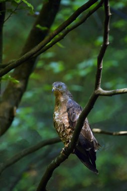 Avrupa bal akbabası (Pernis apivorus), sık bir ormanda bir dalda oturan pern ya da ortak pern olarak da bilinir..