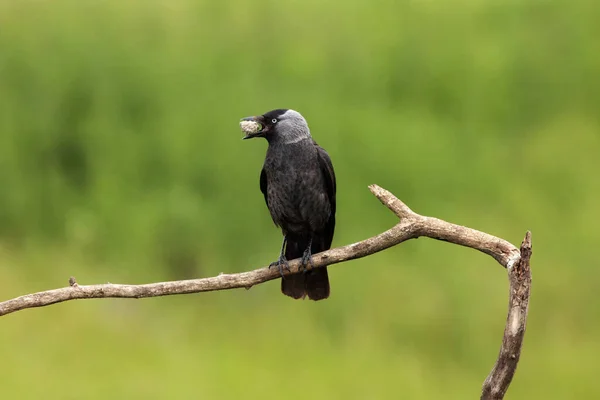 Západní Jackdaw Corvus Monedula Kusem Hlíny Zobáku Západní Jackdaw Větev — Stock fotografie