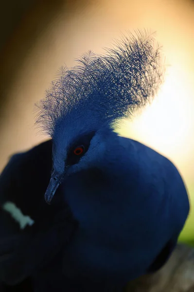 西方王冠鸽 也被称为普通王冠鸽或蓝色王冠鸽 Goura Cristata 在浓密的黑暗森林中的肖像 背景浅 — 图库照片
