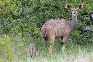 Daha büyük kudu (Tragelaphus strepsiceros) çok küçük bir bebeği olan yetişkin dişi..