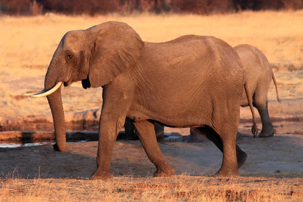 Der Afrikanische Buschelefant Loxodonta Africana Erwachsenes Weibchen Orangen Farben Des — Stockfoto