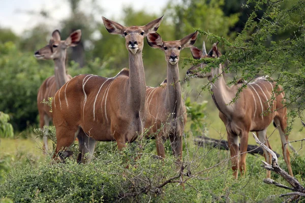 Maior Kudu Tragelaphus Strepsiceros Rebanho Fêmeas Rebanho Grandes Fêmeas Antílopes — Fotografia de Stock