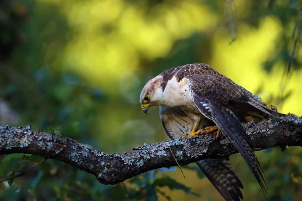 Lanner Şahini Falco Biarmicus Çok Yoğun Bir Ağacın Dalında Oturmaktadır — Stok fotoğraf