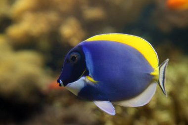 Acanthurus leucosternon, yaygın isimleri toz mavi tang ve sarı-kahverengi arka planı olan mavi cerrah balığıdır..