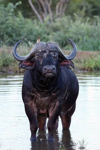 African Buffalo Cape Buffalo Syncerus Caffer Old Bull Standing Pond — Stock Photo, Image