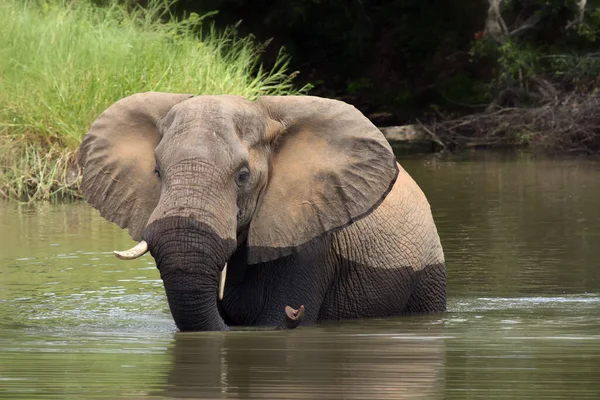 Elefante Arbusto Africano Loxodonta Africana Toro Joven Con Colmillos Irregulares — Foto de Stock