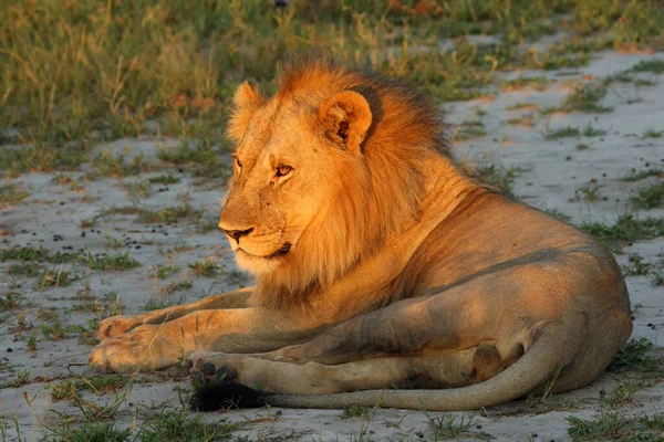León Panthera Leo Subespecie León Transvaal Panthera Leo Krugeri También — Foto de Stock
