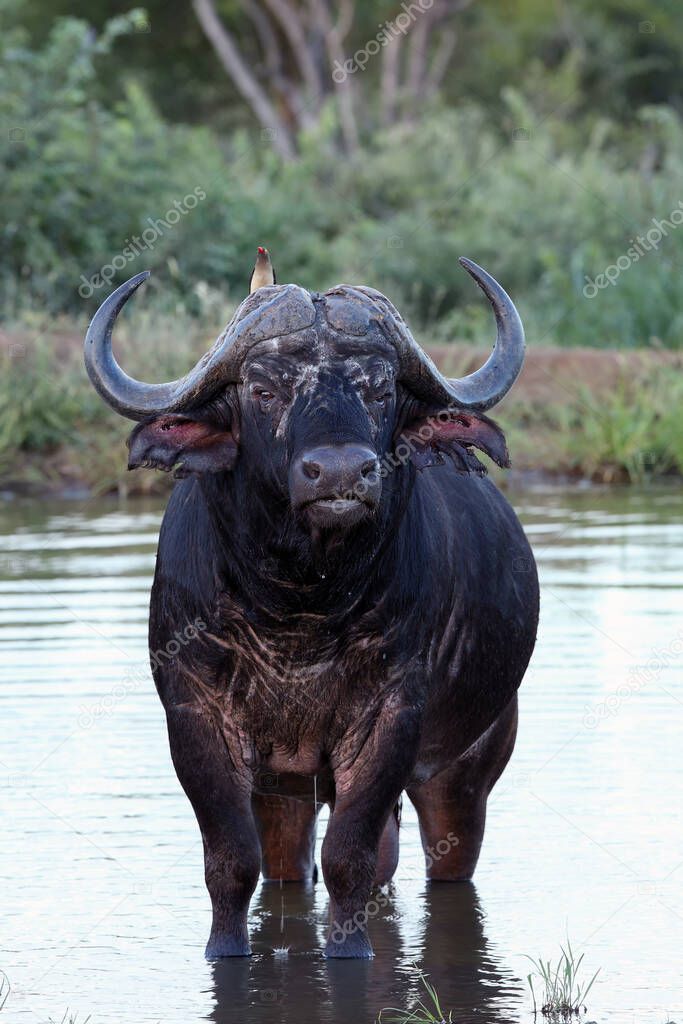 The African buffalo or Cape buffalo (Syncerus caffer) old bull standing in a pond with ragged ears. A large black buffalo standing knee-deep in water.