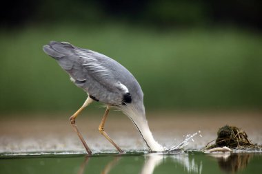 Balıkçılık yaparken gri balıkçıl (Ardea cinerea). Büyük gri balıkçıl balıklara saldırır ve suda bir dalga yaratır..
