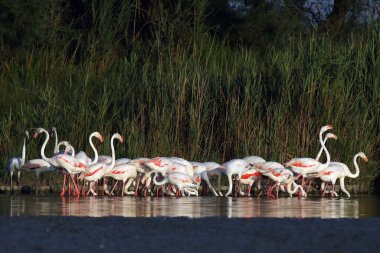 Büyük flamingo (Phoenicopterus roseus), günbatımında flamingolar. Mavi sularda büyük bir pembe flamingo sürüsü ve bir saz sürüsü..