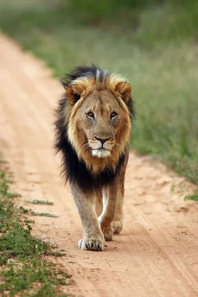 Transvaal aslanı (Panthera leo krugeri), Güneydoğu Afrika aslanı veya Kalahari aslanı olarak da bilinir. Siyah yeleli iri bir erkek..