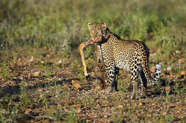 Αφρικανική Λεοπάρδαλη Panthera Pardus Pardus Νεαρή Γυναίκα Λεία Απομεινάρια Των — Φωτογραφία Αρχείου