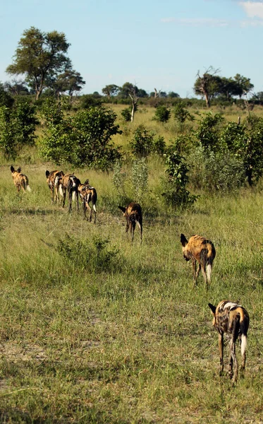 Afrikansk Vildhund Afrikansk Jakthund Eller Afrikansk Målad Hund Lycaon Pictus — Stockfoto