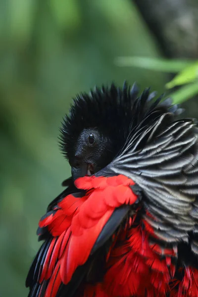 Pesquet Parrot Psittrichas Fulgidus Also Known Vulturine Parrot Portrait New — Stock Photo, Image